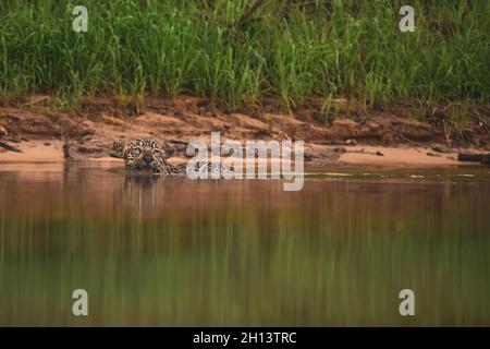 Jaguar nuoto nel Nord Pantanal Foto Stock
