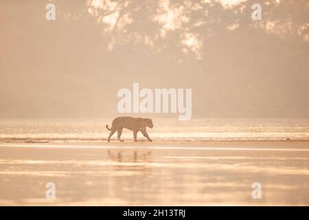 Una Jaguar che cammina lungo un sandbar durante l'alba nel Pantanal nord Foto Stock