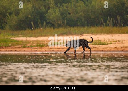 Una Jaguar entra in acqua nel Pantanal del Nord Foto Stock