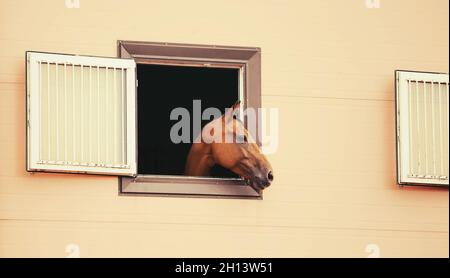 Ritratto di una baia nazionale curioso cavallo che guarda fuori dalla finestra di un edificio giallo stabile. Fattoria e bestiame. Foto Stock