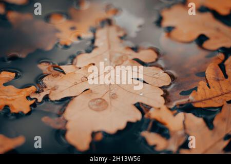 Foglie di quercia giallastre caduti giacciono sulla superficie dell'acqua della pozzanghera, ricoperte di gocce di pioggia in autunno. Natura nel mese di ottobre. Foto Stock