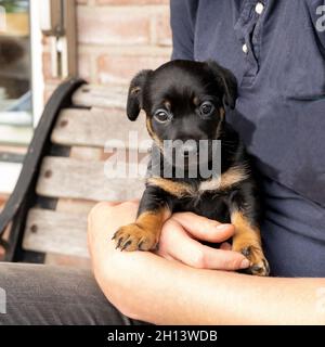 Un puppy marrone Jack Russell di un mese si trova sul braccio di una donna. Lei batte il pancino morbido del cane. Fuori al sole per la prima volta. Temi animali, Foto Stock