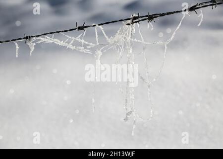 Impianto congelate thread appeso sul filo spinato con neve scintillante sfondo. Visto in Eifel, Germania d'inverno. Foto Stock