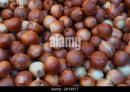 Il cibo vero dietro l'altro: Cipolle marroni e gialle. Scatto orizzontale. Primo piano Foto Stock