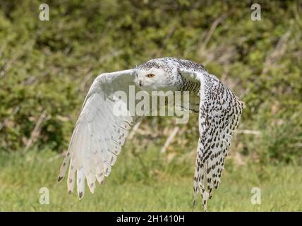 Gufo nevoso, Bubo scandiacus, in volo. Foto Stock