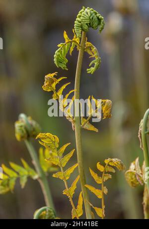 Royal Fern, Osmunda regalis - giovani fronti in primavera. Foto Stock