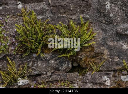 Vecchia parete con spleenwort di Maidenhair, trichomanes di Asplenium. Galles occidentale. Foto Stock