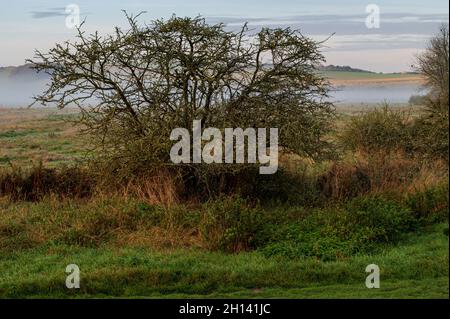 Una vista su Cuckmere Haven in una mattinata d'autunno nebbiosa Foto Stock