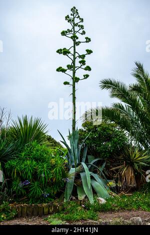 Il gambo fiorito di un'agave americana, conosciuta anche come un'aloe fiorita., sul lungomare di Eastbourne. Foto Stock