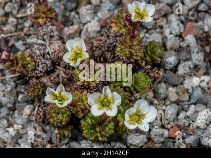 Sassifrage irlandese, Saxifraga rosacea ssp. Rosacea in fiore in primavera. Foto Stock