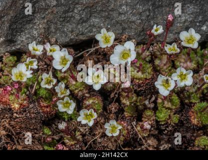 Sassifrage irlandese, Saxifraga rosacea ssp. Rosacea in fiore in primavera. Foto Stock