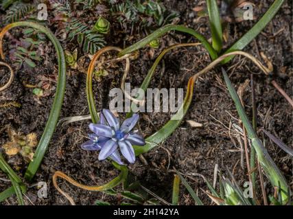 Squill primaverile, Scilla verna in prateria costiera, Galles sud-occidentale. Foto Stock