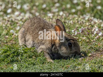 Coniglio, Oryctolagus cuniculus, alimentazione tra mare Campion, Skomer, Pembrokeshire Coast National Park, Galles occidentale. Foto Stock