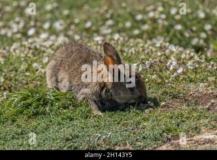 Coniglio, Oryctolagus cuniculus, alimentazione tra mare Campion, Skomer, Pembrokeshire Coast National Park, Galles occidentale. Foto Stock