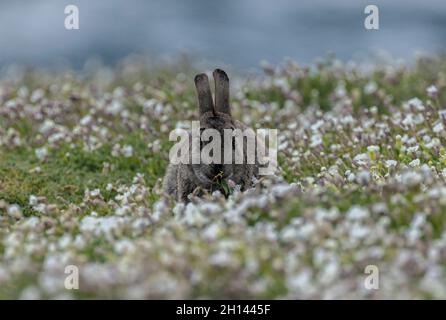 Coniglio, Oryctolagus cuniculus, alimentazione tra mare Campion, Skomer, Pembrokeshire Coast National Park, Galles occidentale. Foto Stock