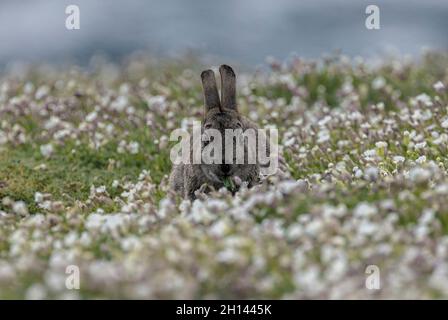 Coniglio, Oryctolagus cuniculus, alimentazione tra mare Campion, Skomer, Pembrokeshire Coast National Park, Galles occidentale. Foto Stock