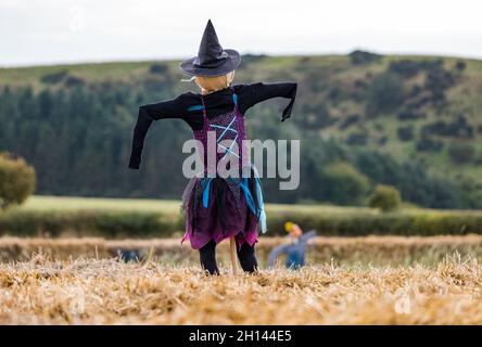 East Lothian, Scozia, Regno Unito, 16th ottobre 2021. Zucca patch apre alla Kilduff Farm: Il festival annuale della zucca inizia oggi presso la fattoria con slot prenotabili per i visitatori di scegliere le zucche Halloween o varietà culinarie. Circa 60.000 zucche sono state raccolte da 20.000 piantine piantate all'inizio di giugno. Nella foto: Il labirinto di balle di fieno Foto Stock