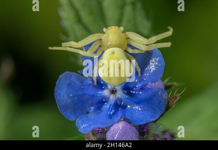 Ragno granchio femmina, Misumena vatia, in attesa di fiore per preda. Foto Stock