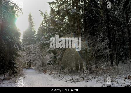 Abete foresta sotto la neve, in Alvernia, Puy-de-Dome Foto Stock