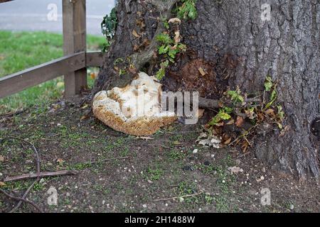 Funghi - staffa di quercia (Pseudoinonotus dryadeus) nota anche come polipo di quercia verruca, polipo piangente e conca piangente. Foto Stock