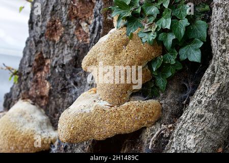 Funghi - staffa di quercia (Pseudoinonotus dryadeus) nota anche come polipo di quercia verruca, polipo piangente e conca piangente. Foto Stock