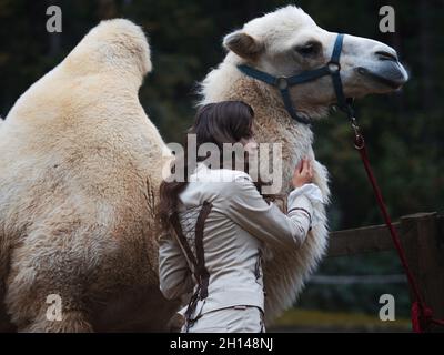 Giovane bella brunetta in costume da pilota accanto ad un grande cammello bianco con due gobbi, foresta sullo sfondo Foto Stock