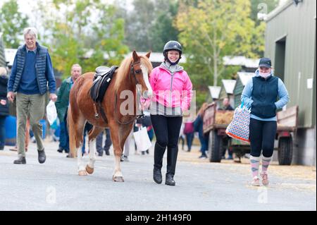 Llanelwedd, Powys, Galles, Regno Unito. 16 ottobre 2021. I cavalli arrivano il primo giorno della vendita di Pony & COB gallese. Il Welsh Pony & COB Society Official sale, che ha attirato 403 voci dall'adesione, è tenuto dai loro auctioneers ufficiali McCartneys e si svolge in due giorni al Royal Welsh Showground di Llanelwedd, Powys, UK, attirando un pubblico di migliaia di appassionati di Pony & COB gallese in tutto il mondo. Credit: Graham M. Lawrence/Alamy Live News Foto Stock