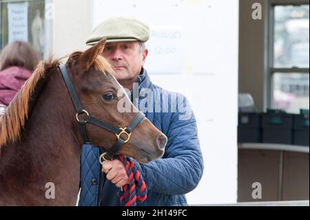 Llanelwedd, Powys, Galles, Regno Unito. 16 ottobre 2021. I cavalli arrivano il primo giorno della vendita di Pony & COB gallese. Il Welsh Pony & COB Society Official sale, che ha attirato 403 voci dall'adesione, è tenuto dai loro auctioneers ufficiali McCartneys e si svolge in due giorni al Royal Welsh Showground di Llanelwedd, Powys, UK, attirando un pubblico di migliaia di appassionati di Pony & COB gallese in tutto il mondo. Credit: Graham M. Lawrence/Alamy Live News Foto Stock