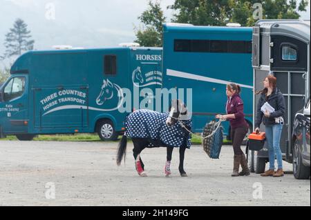 Llanelwedd, Powys, Galles, Regno Unito. 16 ottobre 2021. I cavalli arrivano il primo giorno della vendita di Pony & COB gallese. Il Welsh Pony & COB Society Official sale, che ha attirato 403 voci dall'adesione, è tenuto dai loro auctioneers ufficiali McCartneys e si svolge in due giorni al Royal Welsh Showground di Llanelwedd, Powys, UK, attirando un pubblico di migliaia di appassionati di Pony & COB gallese in tutto il mondo. Credit: Graham M. Lawrence/Alamy Live News Foto Stock