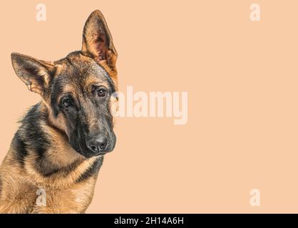 Primo piano di un giovane cane pastore tedesco di fronte a uno sfondo arancione Foto Stock