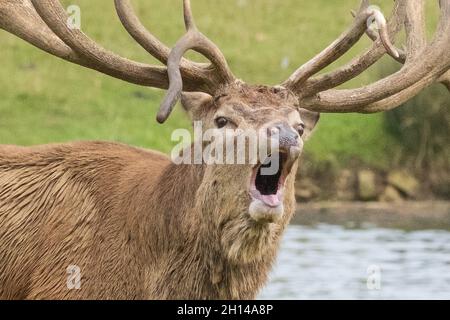 English Red Stag Deer mostra corna, abbaiare, urlare e chiamare, in rutting, stagione di accoppiamento. Woburn, Inghilterra. Foto Stock