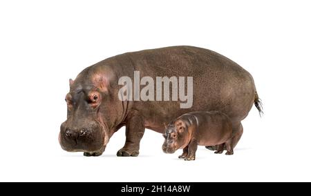 Madre e bambino Hippopotamus insieme, isolato su bianco Foto Stock