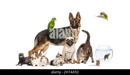 Gruppo di animali domestici in una fila, cani, gatti, furetto, coniglio, uccelli, topo, isolato su bianco Foto Stock