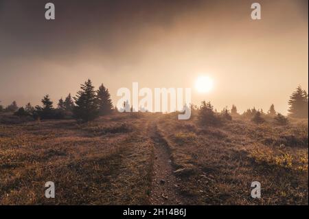 Alba sul campo di nebbia dorata nella natura selvaggia d'autunno al parco nazionale Foto Stock
