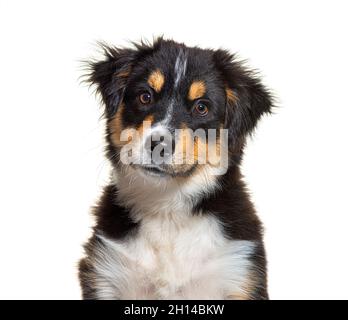 Ritratto di nero e tan Puppy Miniature American Shepherd dog, quattordici settimane Foto Stock