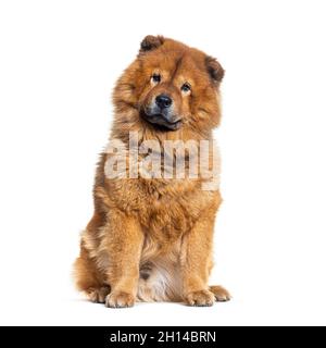 Ritratto di rosso rivestito Chow Chow cane seduta Foto Stock