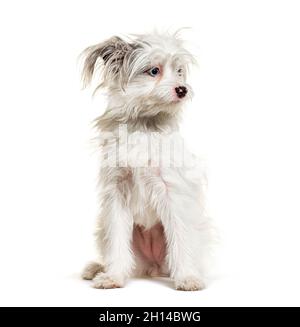 White Yorkie-Pom isolato su bianco. Razza mista Pomerania e Yorkshire Terrier Foto Stock