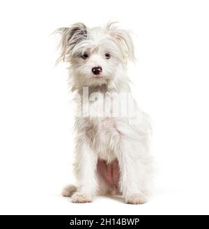 White Yorkie-Pom isolato su bianco. Razza mista Pomerania e Yorkshire Terrier Foto Stock