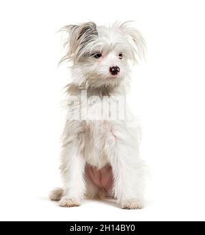 White Yorkie-Pom isolato su bianco. Razza mista Pomerania e Yorkshire Terrier Foto Stock