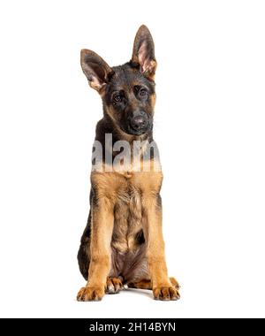 Ritratto del giovane cane pastore tedesco nero e marrone seduto, isolato su bianco Foto Stock