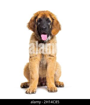 Panting Leonberg cane, seduto e isolato su bianco Foto Stock