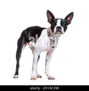 Boston terrier indossare un cane rosa collare e in piedi di fronte, isolato su bianco Foto Stock