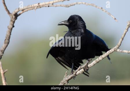 American Crow, Corvus brachyrhynchos, arroccato su ramo e piume fluffing Foto Stock