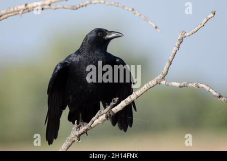 American Crow, Corvus brachyrhynchos, arroccato su ramo e piume fluffing Foto Stock