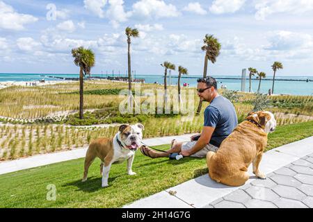 Miami Beach Florida, South Pointe Park Point, Grand Reopening man 2 dogs Bulldog inglese, Oceano Atlantico Foto Stock