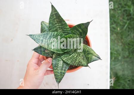 Sansevieria trifasciata Prain, Snake Plant o Mother in Laws Tongue e Arrowhead Vine Plant Foto Stock