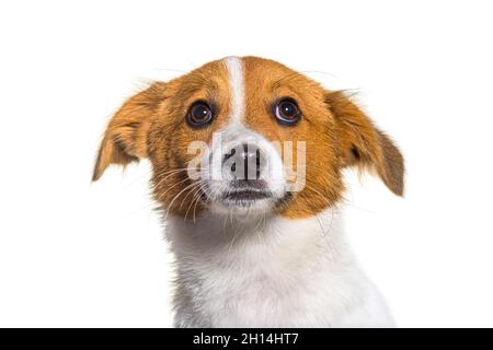 Border Jack è una nuova razza, razza mista tra una collie di confine e un jack russel. Cane giovane, isolato Foto Stock