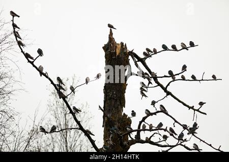 Inghiottite nell'albero Foto Stock