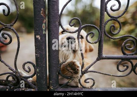 Immagine della profondità di campo poco profonda (fuoco selettivo) con un piccolo cane che sbuccia attraverso una recinzione metallica. Foto Stock