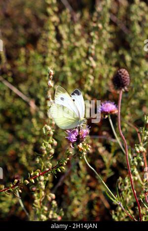 Farfalla bianca cavolo trovato appollaiato su un fiore viola nelle montagne delle Alpi, Francia Foto Stock